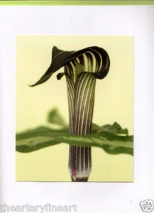 RON VAN DONGEN: One Picture Book Ltd Ed SIGNED w Photo 'Arisaema Angustatum' NEW - Picture 1 of 11