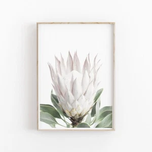 White Protea Wall Art Poster Premium Quality Choose your Size - Imagen 1 de 3