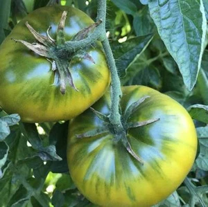 Green Cherokee Tomato Seeds 50 Ct Vegetable HEIRLOOM NON-GMO USA INDETERMINATE - Picture 1 of 2