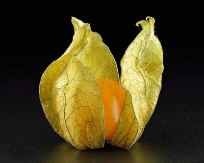 Ground Cherry Seeds - Productive Garden Berry -Cape Gooseberry - USA Grown - Image 1 of 3