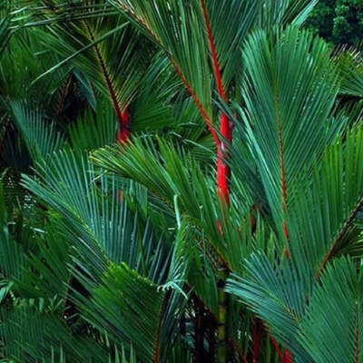 Cyrtostachys renda, ‘Red Sealing Wax’ / ‘Lipstick’ Palm Tree