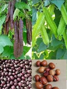 Organic Winged Bean Seeds - Dragon Bean - Đậu Rồng - 2025 Season. LARGE SEEDS. - Picture 1 of 1