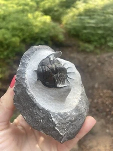 Crotalocephalus (Cyrtometopus) Lower Devonian - Picture 1 of 17