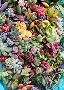 100 Succulent Cuttings, NO REPEATS!! - Picture 1 of 11