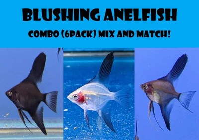 COMBO (paquete de 6) pez ángel colorete culo - tamaño de cuerpo de diez centavos a níquel - ¡ALTA CALIDAD! Foto 1 de 4