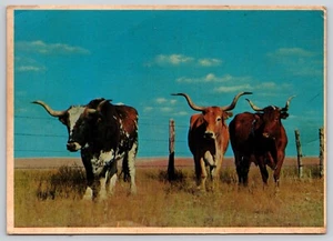 Postcard Famous Texas Longhorns Beef Cattle Bos taurus taurus - Picture 1 of 2