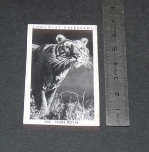 PHOTO CHOCOLAT DELESPAUL-HAVEZ 1950-1960 INDE INDIA TIGRE ROYAL - Imagen 1 de 1