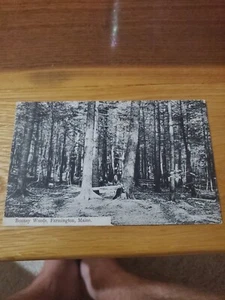 Bonney Woods, Farmington Maine - Imagen 1 de 2