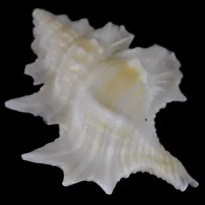 GYRINEUM PERCA (Mindanao, Filippine) 29,9 mm #47344 - Foto 1 di 4