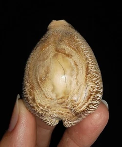 SEASHELL COWRIE FOSSIL, BARYCYPRAEA BEBERKIRIANA FROM JAVA, INDONESIA, 47MM - Picture 1 of 7