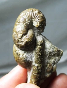 Rare Heteromorph ammonite fossil - Plovtiv, Hungary - Cretaceous - Picture 1 of 7