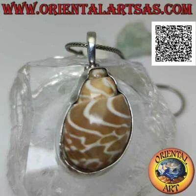 Ciondolo in argento 925‰ conchiglia "strombus" incastonata su montatura a filo l - Immagine 1 di 4