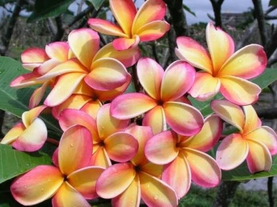 Rare Plumeria. Three rainbow plumeria cuttings 8 to 14 inches tall. - Image 1 of 2