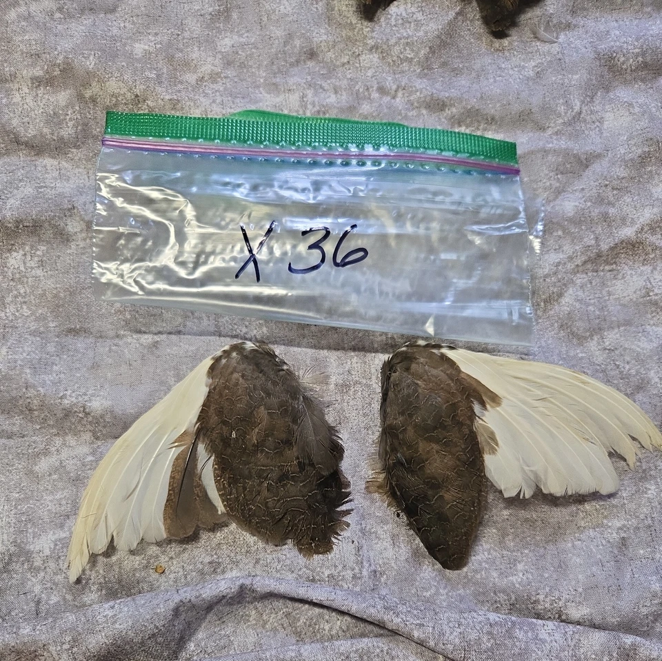 1 комплект перепелиных крыльев - x36 - Изображение 1 из 1
