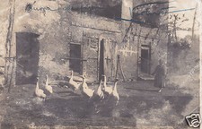 Lecce Fotocartolina 1 f.p.