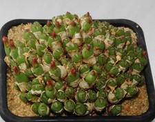 Conophytum loeschianum RR1243 Numees