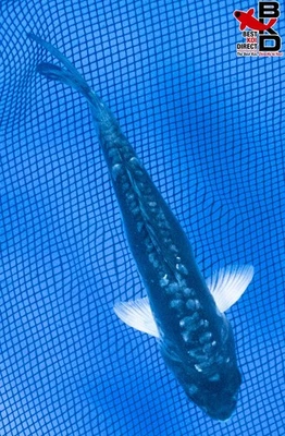 7" "ICE WING!" KUMONRYU Live Koi Fish Garden Pond 10/6 - Image 1 of 4