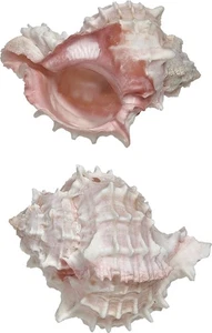 5 rosa Murex Muscheln ab 4 Zoll (5er Set) - Bild 1 von 1