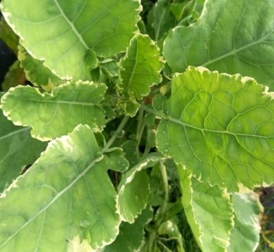 Panaché Daubenton Rare Perennial Winter Kale - Two Cuttings - Free UK Delivery! - Image 1 of 2