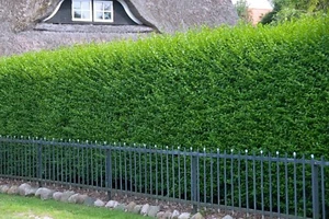 50 x Ligustrum vulgare 'Atrovirens' (Schwarzgrüner Liguster) TOP FÜR HECKE - Bild 1 von 8