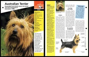 Australian Terrier - Breed - Dogs Of The World Atlas Fact File Card - Picture 1 of 1