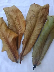 30pcs Indian Almond Leaves Catappa Ketapang Leaf Shrimp Betta Fish Aquarium Care - Picture 1 of 11
