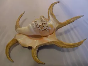 Lambis Chirargra Spider GROßE Schnecke Strombidae - Bild 1 von 8
