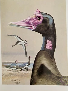 Louis Agassiz Fuertes & The Singular Beauty of Birds, "Spur-winged Goose" Print - Picture 1 of 2
