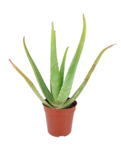 Aloe Vera - Picture 1 of 3