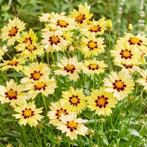 Coreopsis Solar Moon Live Real Outdoor Yellow Garden Perennial Plant in Pot - Picture 1 of 12