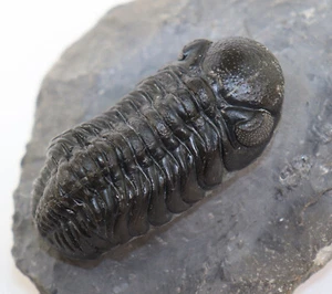 Trilobit, Morocops ovatus, Devon, Ems, Jbel Oufaten, Marokko-k825 - Bild 1 von 9