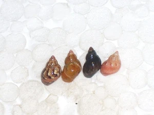 TRICOLIA PULLUS COLOUR COLLECTION - Imagen 1 de 2