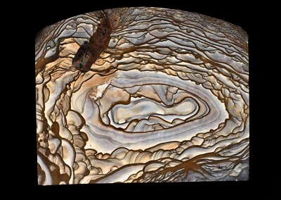 High Grade Blue Biggs Picture Jasper Specimen Oregon Legend - Image 1 of 3