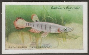 GALLAHER-THE ZOO AQUARIUM 1924-#059- RED TINGED CYPRINODON 