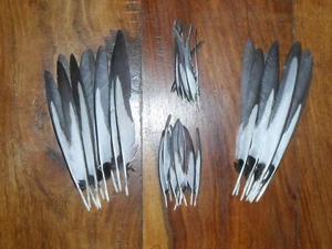 40 SMALL MAGPIE WING FEATHERS,NATIVE AMERICAN,ART&CRAFT,JEWELLERY.MILINERY