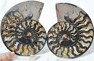 Large Black Ammonite Pair Crystals XXL 110myo Dino age Fossil 6.4" 162mm n2658pp - Picture 1 of 9