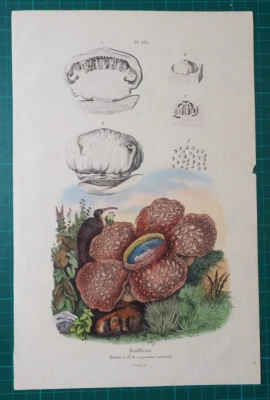 Rafflésie - Rafflesia auf altkoloriertem Stahlstich von 1835 aus E. Guerin - Bild 1 von 3