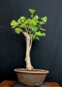 BONSAI ÁRBOL DE HOJAS DE ABANICO GINKGO BILOBA OUTDOOR - Imagen 1 de 4
