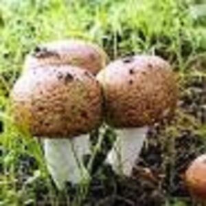 Almond Portobello ,Blazei, mushroom- 20 gr  spawn/mycelium on dry seeds