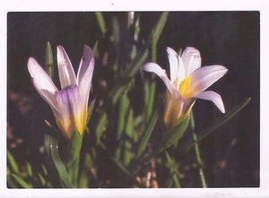 ISRAELE, FIORI, ROMULEA NIVALIS, UN PC VINTAGE, 1975, USATO	  - Foto 1 di 2