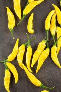 Chile de piña Aji - más de 5 semillas - semillas - reliquia - ¡EXÓTICO y FINO! - CH 111 - Imagen 1 de 1