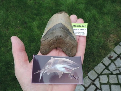 TOP - großer Haizahn vom Megalodon 9,5cm aus South Carolina USA - Bild 1 von 4