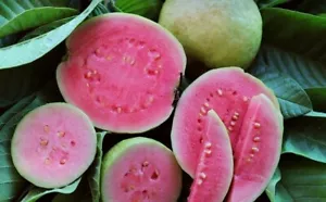 Guayaba híbrida BeauFlora (guayaba Arka Kiran, planta de capas) 1 planta de raíz desnuda - Imagen 1 de 1