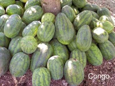 SEEDVILLE USA 50 CONGO WATERMELON Red Citrullus Lanatus 40 lbs AAS Winner Fruit Melon Seeds