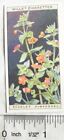 1923 Wills, Wild Flowers No. 28 Scarlet Pimpernel