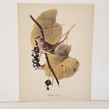 Vintage Audubon John James Birds of America White Crowned Sparrow Lithograph