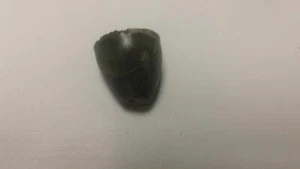 LARGE Fossil Alligator Mississippiensis Tooth Megalodon Era - Picture 1 of 4
