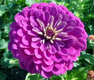 ZINNIA PURPLE PRINCE Zinnia Elegans - 1,000 Bulk Seeds - Picture 1 of 1