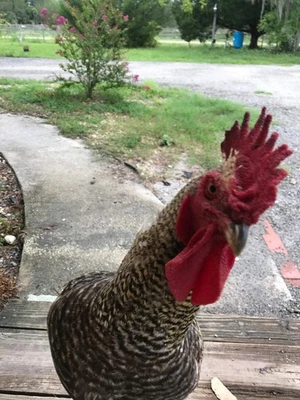 Anuncio para nsb_stellar Foto 1 de 4