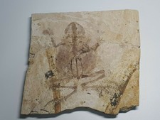 [GN8] Giant Fossil frog amphibian rare fossil frog reptile dinosaur